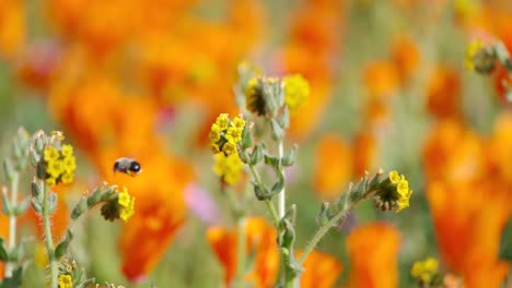 Dies-Ist-Eine-Zeitlupenaufnahme-Einer-Biene,-Die-Eine-Blume-In-Einem-Mohnfeld-Bestäubt