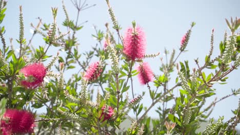 Pink-California-flowers