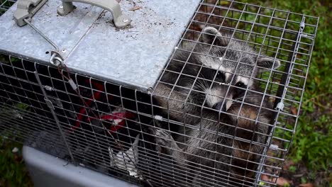 urban-raccoon-captured-in-cage-for-release-back-into-the-wild