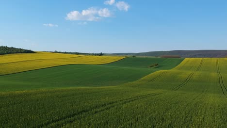 Aerial-footage-of-a-rapeseed-plantation-with-trees-in-the-field