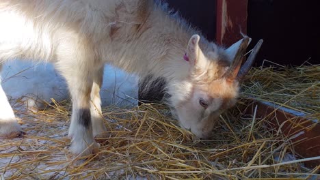 Cute-little-white-she-goat-eating-straws-in-winter