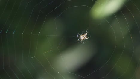 Extreme-close-up-shot-of-a-small-spider-resting-in-it's-spiderweb