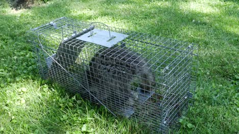Raccoon-captured-in-a-have-"a-heart"-live-trap