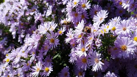 Pollination-of-violet-flowers-aster