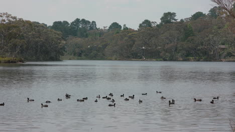 Wide-shot-of-Ducks-and-Eurasian-Coots-floating-in-the-middle-of-a-mountain-lake-on-a-windy-afternoon
