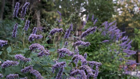 Zeitlupen-Monarchschmetterlinge-Flattern-Und-Landen-Auf-Violetten-Schmetterlingsbuschblumen-Im-Grünen-Sommergarten