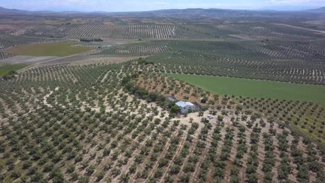 Aerial-view-of-an-oil-factory-surrounded-by-olives-in-the-south-of-Spain