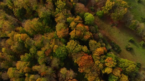 Drohnenflug-über-Wunderschönen-Herbstfarbenen-Wald-Und-Herbstlandschaft