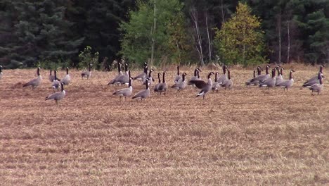 SloMo-of-a-flock-of-Canada-Geese-in-a-harvest-pea-field-with-one-stretching-and-flapping-it's-wings