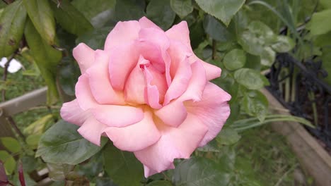 Compassion-rose-showing-full-petals