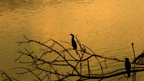 Einsamer-Vogel,-Der-Bei-Sonnenaufgang-Auf-Einem-Trockenen-Baum-Am-Wasser-Sitzt