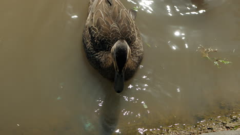 Australian-Black-Wood-Duck-Feeding-Near-A-Pond
