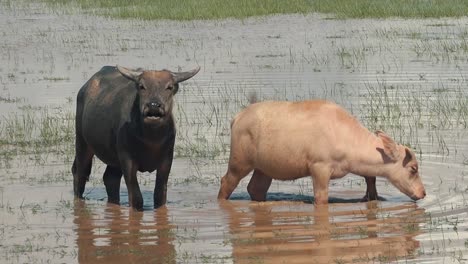Zoom-Out-From-Mother-and-Daughter-Water-Buffalo-Enjoying-the-Water