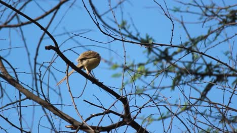 A-Bird-Sits-On-A-Tree-Branch,-Blue-Sky-Background