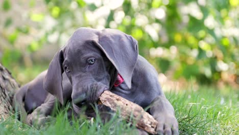 Blue-Great-Dane-puppy-chewing-on-a-stick-in-the-tall-green-grass