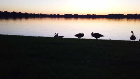 Entenfamilie-Am-See-Bei-Sonnenuntergang-Sonnenaufgang-See