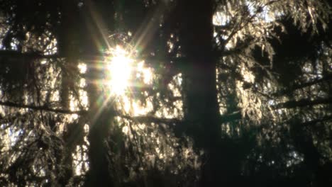 Schrecklicher-Fichtenwald-Mit-Sonnenlicht