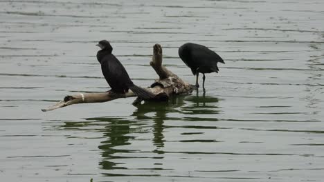 Two-birds-sitting-in-the-tree-branch-at-middle-of-a-lake