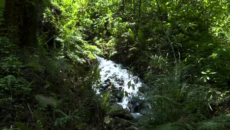 Totale,-Wasser-Läuft-In-Einem-Wasserfall,-Eine-Pflanze-Ist-Im-Vordergrund,-Wasser-Im-Hintergrund