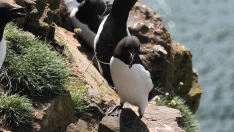 A-close-up-of-Razorbills-gathered-on-a-Fowlsheugh-cliff-edge