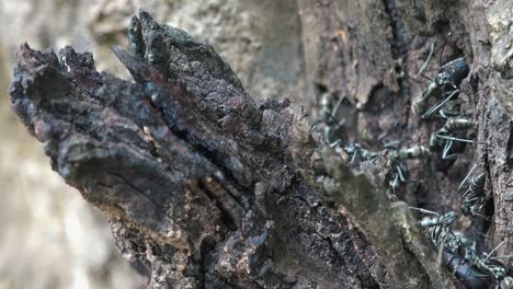 Close-Shot-of-Grey-Ants-on-a-Dead-Tree