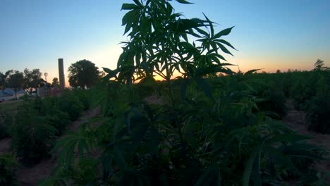 Hemp-plant-dances-in-a-breeze-near-other-plants-during-sunset