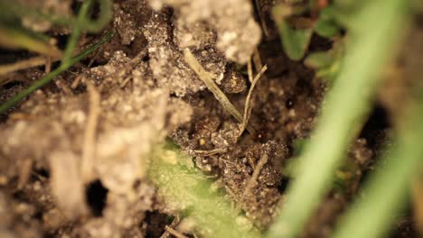 Top-down-view-of-disturbed-fire-ant-mound---ant-coming-out-of-a-hole-with-some-dirt,-slowly-panning-up-to-show-other-ants-moving-around
