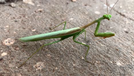 Praying-mantis-on-the-sidewalk