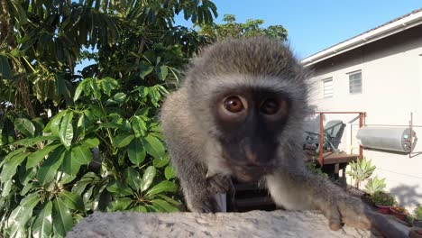 Curious-Wild-Grey-Vervet-Monkey-from-South-Africa-eating-and-looking-into-a-camera-then-jumps