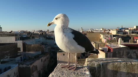 Close-up-of-a-seagull-perched-on-a-rooftop-edge-overlooking-Moroccan-skyline
