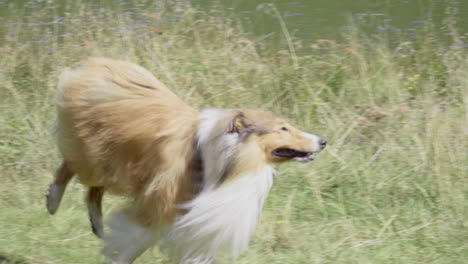 Collie-dog-runs-near-a-mountain-lake-in-a-sunny-day,-slow-motion