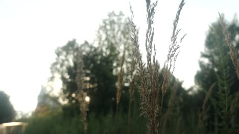 Grass-with-seeds-at-sunset-in-a-city-park