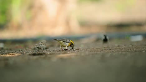 Zeitlupenvideo-Eines-Indischen-Rollvogels,-Der-Vom-Ast-Fliegt-Und-Mit-Bunten-Flügeln-Flattert