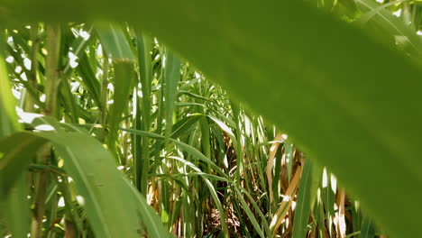 Walking-among-the-sugar-cane-plantation-in-Brazil,-zoom-out