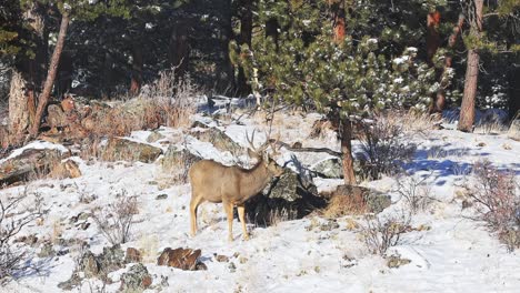 Mule-Deer-buck-grazing-along-bushes-and-trees-in-a-remote-area-of-the-Colorado-Rocky-Mountains-during-the-winter