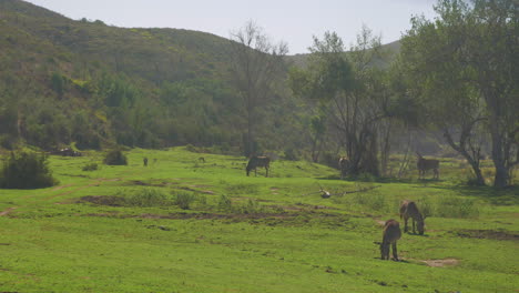 Animales-Africanos-Pastando-Pacíficamente-Con-Niebla-Rodando-En-La-Reserva-Natural