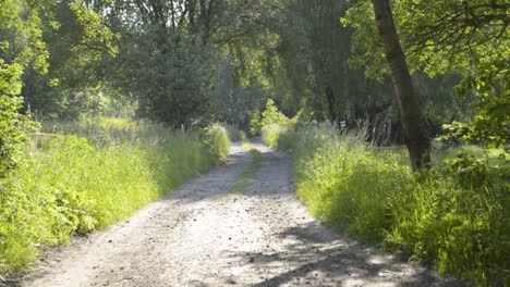 Sun-shines-on-an-old-dusty-road-surrounded-by-a-lot-of-greens