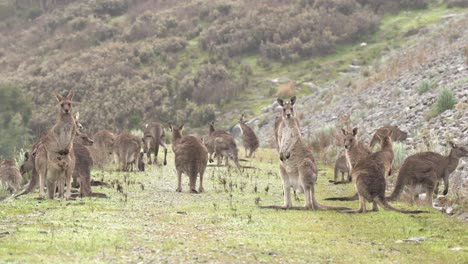 Grey-kangaroos-foraging-and-enjoying-the-warmer-weather
