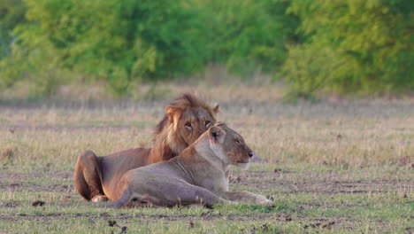 A-lions-pride-lay-in-an-open-plain-in-the-morning-sunlight-in-Nxai-Pan-National-Park,-Botswana