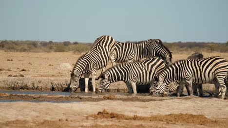 A-herd-of-zebra-gather-around-a-small-watering-hole-in-Nxai-Pan-National-Park,-Botswana