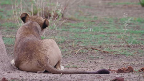 Back-view-of-a-lioness-roaring-and-lying-on-the-field-in-Nxai-Pan,-Botswana---Close-Up-Shot