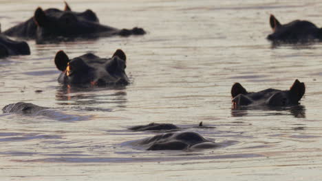 A-herd-of-hippos-submerged-in-water-during-sunset---close-up