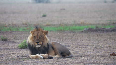 A-Black-Mane-Lion-Resting-On-The-Dry-Field-In-Nxai-Pan,-Botswana---Wide-Shot