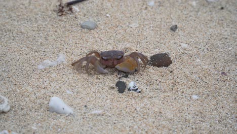 A-Fiddler-Crab-Trying-To-Walk-On-The-Sand-With-Shells-And-Stones-At-The-Sea-Shore-Of-An-Island-In-Fiji---Medium-Shot