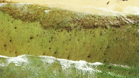 Grün-gelbe-Meeresstruktur-Der-Küste-Mit-Sandigem-Exotischem-Strand,-Der-Von-Wellen-Umspült-Wird,-Die-über-Korallenriffe-In-Antigua-Spritzen