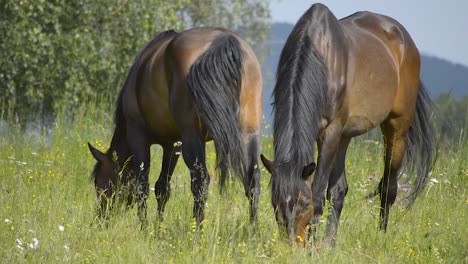 Two-shiny-brown-horses-walking-on-the-field-and-eating-grass,-SLOMO