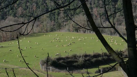 A-flock-of-sheep-graze-in-a-green-field-on-a-sunny-day