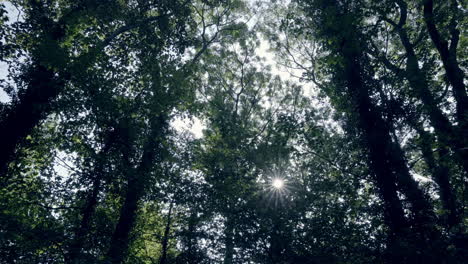 Camera-moves-slowly-through-a-dark-forest-on-a-sunny-day,-letting-sunrays-partially-shine-through-the-treetops