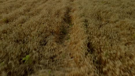 Fast-Flight-around-the-field,-golden-cereal-fields-before-the-harvest,-aerial-footage-by-drone