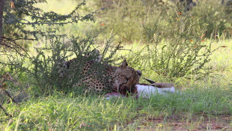 Graphic:-Adult-Kalahari-cheetah-eating-a-Springbok-Antelope,-looks-up